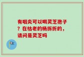 有咽炎可以喝灵芝孢子？在枯老的杨拆折的，请问是灵芝吗