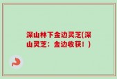 深山林下金边灵芝(深山灵芝：金边收获！)