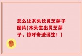 怎么让木头长灵芝芽子图片(木头生出灵芝芽子，惊呼奇迹诞生！)
