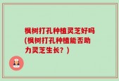 枫树打孔种植灵芝好吗(枫树打孔种植能否助力灵芝生长？)