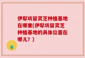 伊犁巩留灵芝种植基地在哪里(伊犁巩留灵芝种植基地的具体位置在哪儿？)