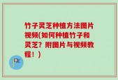 竹子灵芝种植方法图片视频(如何种植竹子和灵芝？附图片与视频教程！)