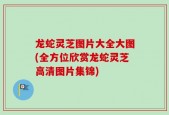 龙蛇灵芝图片大全大图(全方位欣赏龙蛇灵芝高清图片集锦)