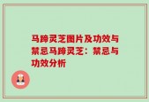 马蹄灵芝图片及功效与禁忌马蹄灵芝：禁忌与功效分析