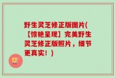 野生灵芝修正版图片(【惊艳呈现】完美野生灵芝修正版照片，细节更真实！)
