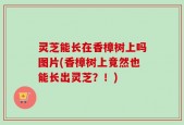 灵芝能长在香樟树上吗图片(香樟树上竟然也能长出灵芝？！)