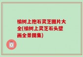 榆树上抱石灵芝图片大全(榆树上灵芝石头壁画全景图集)