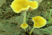 灵芝孢子粉和灵芝粉有什么区别？99%的人都搞错了