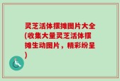 灵芝活体摆摊图片大全(收集大量灵芝活体摆摊生动图片，精彩纷呈)