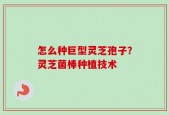 怎么种巨型灵芝孢子？灵芝菌棒种植技术