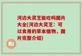 河边大灵芝能吃吗图片大全(河边大灵芝：可以食用的草本植物，图片完整介绍)