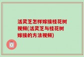 活灵芝怎样嫁接桂花树视频(活灵芝与桂花树嫁接的方法视频)