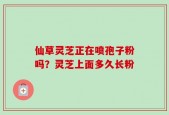 仙草灵芝正在喷孢子粉吗？灵芝上面多久长粉