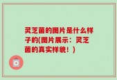 灵芝菌的图片是什么样子的(图片展示：灵芝菌的真实样貌！)
