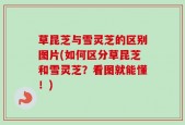 草昆芝与雪灵芝的区别图片(如何区分草昆芝和雪灵芝？看图就能懂！)