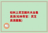 松树上灵芝图片大全集高清(松林奇宝：灵芝高清图集)