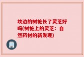 坟边的树桩长了灵芝好吗(树桩上的灵芝：自然药材的新发现)