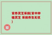 家养灵芝采摘(家中种植灵芝 采摘养生无忧)