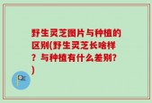 野生灵芝图片与种植的区别(野生灵芝长啥样？与种植有什么差别？)
