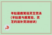 羊肚菌鹿茸菇灵芝煲汤(羊肚菌与鹿茸菇、灵芝的滋补煲汤秘诀)
