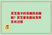 灵芝孢子的发展历史图解？灵芝菌包菌丝发育生长过程