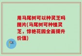 用马尾树可以种灵芝吗图片(马尾树可种植灵芝，惊艳花园全面提升价值)