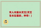 死人坟墓长灵芝(灵芝生长在墓前，神奇！)