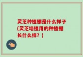 灵芝种植棚是什么样子(灵芝培植用的种植棚长什么样？)