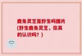 鹿角灵芝是野生吗图片(野生鹿角灵芝，你真的认识吗？)