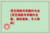灵芝瑶姬月季图片大全(灵芝瑶姬月季图片合集，美轮美奂，令人陶醉)