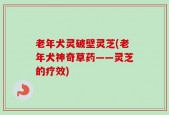 老年犬灵破壁灵芝(老年犬神奇草药——灵芝的疗效)