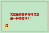 灵芝是蘑菇的种吗灵芝是一种蘑菇吗？)