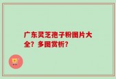 广东灵芝孢子粉图片大全？多图赏析？