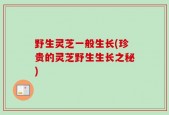 野生灵芝一般生长(珍贵的灵芝野生生长之秘)