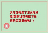 灵芝在树底下怎么吃好吃(如何让在树底下采摘的灵芝更美味？)