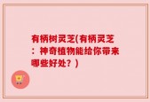 有柄树灵芝(有柄灵芝：神奇植物能给你带来哪些好处？)