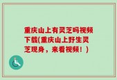 重庆山上有灵芝吗视频下载(重庆山上野生灵芝现身，来看视频！)