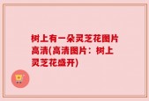 树上有一朵灵芝花图片高清(高清图片：树上灵芝花盛开)