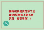 新树桩长出灵芝芽了还能活吗(树桩上新长出灵芝，能否幸存？)