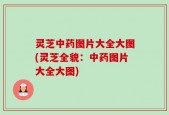 灵芝中药图片大全大图(灵芝全貌：中药图片大全大图)