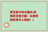 灵芝孢子放大图片(巨观灵芝孢子图：从微观到宏观令人惊叹！)