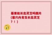 墓里能长出灵芝吗图片(墓穴内竟生长出灵芝？！)