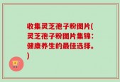 收集灵芝孢子粉图片(灵芝孢子粉图片集锦：健康养生的最佳选择。)