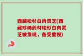 西藏松杉白肉灵芝(西藏珍稀药材松杉白肉灵芝被发现，备受重视)