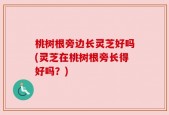 桃树根旁边长灵芝好吗(灵芝在桃树根旁长得好吗？)