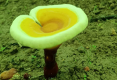 灵芝孢子粉的功效和作用有哪些？原来这么多好处啊