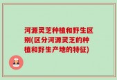 河源灵芝种植和野生区别(区分河源灵芝的种植和野生产地的特征)