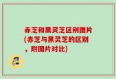赤芝和黑灵芝区别图片(赤芝与黑灵芝的区别，附图片对比)