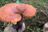 灵芝孢子粉对心脏有啥好处？听听专家怎么说