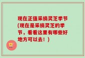 现在正值采摘灵芝季节(现在是采摘灵芝的季节，看看这里有哪些好地方可以去！)